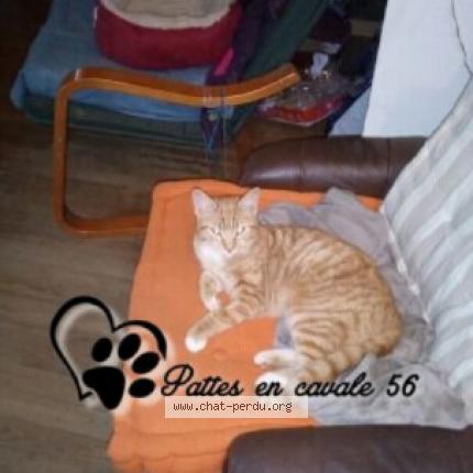 Fripouille Chat Perdu A Concoret Chat Perdu France Fripouille Chat Perdu A Concoret Chat Perdu France