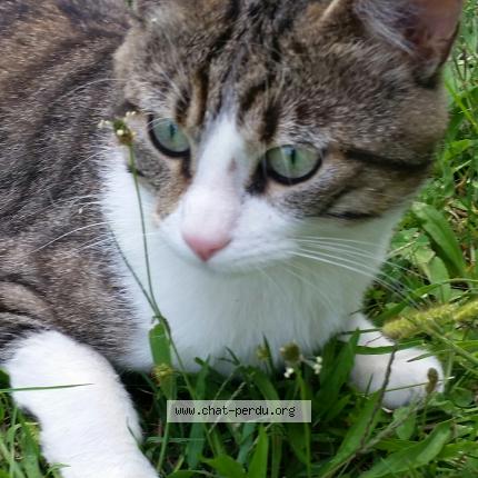 5571 Chat Trouve A Toulouse Chat Perdu France 5571 Chat Trouve A Toulouse Chat Perdu France