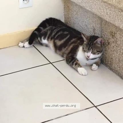 Pompon Chat Perdu A Saint Gilles Chat Perdu France