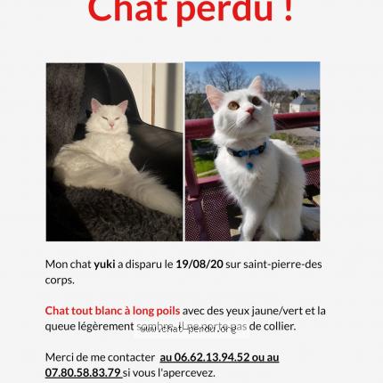 Yuki Chat Perdu A Saint Pierre Des Corps Chat Perdu France Yuki Chat Perdu A Saint Pierre Des Corps Chat Perdu France