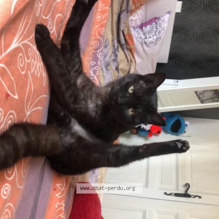 5576 Princesse Chat Perdu A Pezenas Chat Perdu France