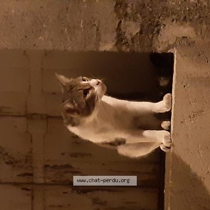 Chat Trouve A Bordeaux Chat Perdu France Chat Trouve A Bordeaux Chat Perdu France