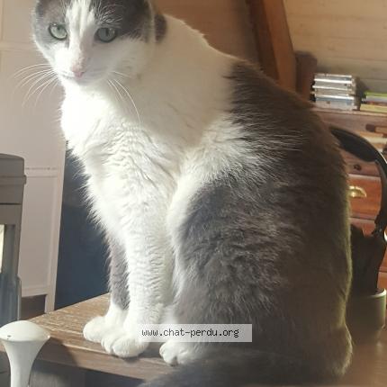 Tilikum Chat Perdu Et Retrouve A Saint Coulomb Chat Perdu France Tilikum Chat Perdu Et Retrouve A Saint Coulomb Chat Perdu France