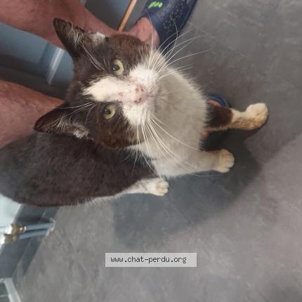 Chat Trouve A Dogneville Chat Perdu France