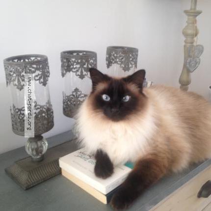 Sacre De Birmanie Chat Perdu A Le Pellerin Chat Perdu France