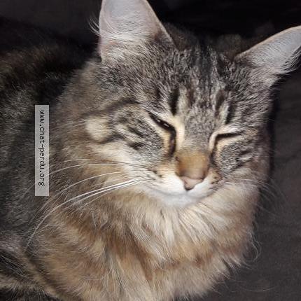 Nala Chat Perdu A Bourg Achard Chat Perdu France Nala Chat Perdu A Bourg Achard Chat Perdu France