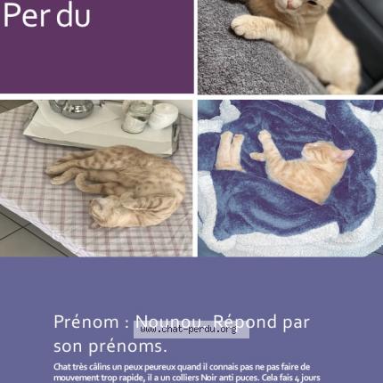 Nounou Chat Perdu A Montlhery Chat Perdu France