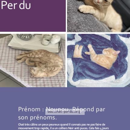 Nounou Chat Perdu A Montlhery Chat Perdu France Nounou Chat Perdu A Montlhery Chat Perdu France