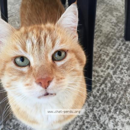 Photo 1/1 tountoun Chat perdu à Plailly