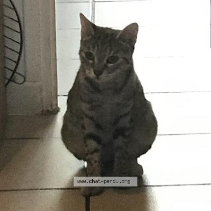 Chat Trouve A Toulouse Chat Perdu France Chat Trouve A Toulouse Chat Perdu France
