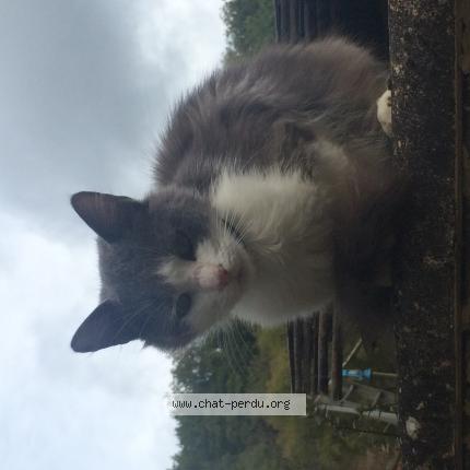 Chat Trouve A St Clair Chat Perdu France Chat Trouve A St Clair Chat Perdu France