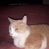 Chat Perdu Ou Trouve Maisons Alfort Val De Marne 94 France Chat Perdu Ou Trouve Maisons Alfort Val De Marne 94 France