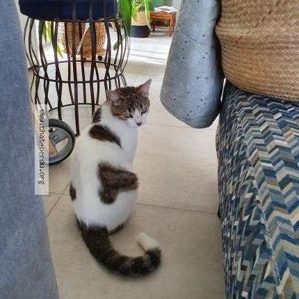 Chat Trouve A Bougarber Chat Perdu France