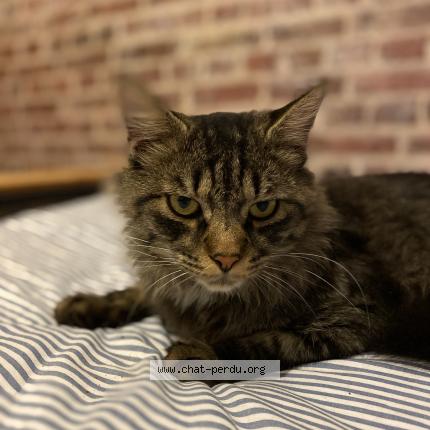 Chat Trouve A Pusignan Chat Perdu France