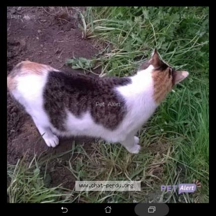 Photo 1/1 MINOUNETTE Chat perdu à Benejacq