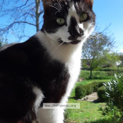 Photo 1/1 Mikado Chat perdu à Guerande