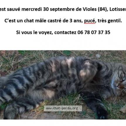 Nounours Chat Perdu A Violes Chat Perdu France Nounours Chat Perdu A Violes Chat Perdu France