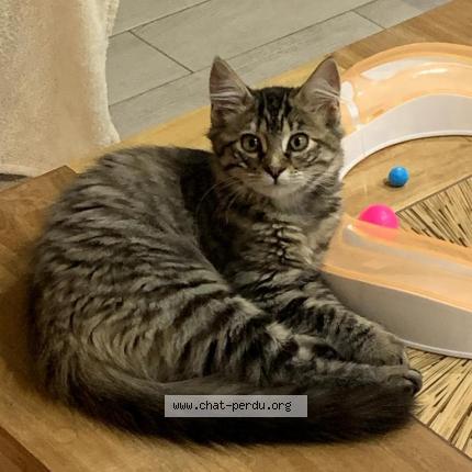 Thea Chat Perdu Et Retrouve A Issy Les Moulineaux Chat Perdu France