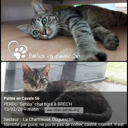Simba Chat Perdu A Brech Chat Perdu France Simba Chat Perdu A Brech Chat Perdu France