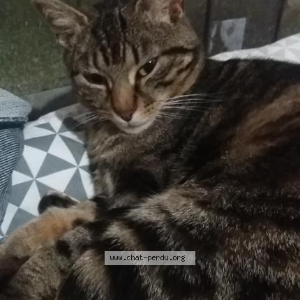 Photo 1/1 Mouflette Chat perdu à Montauban