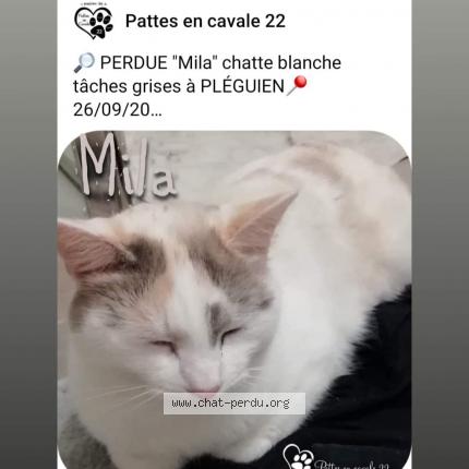 5644 Mila Chat Perdu A Pleguien Chat Perdu France