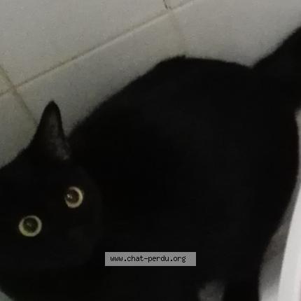 Mani Chat Perdu Et Retrouve A Rennes Chat Perdu France