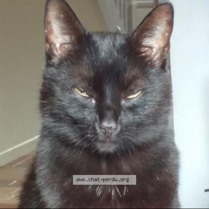 Photo 1/1 YOKO Chat perdu à Wihr au val