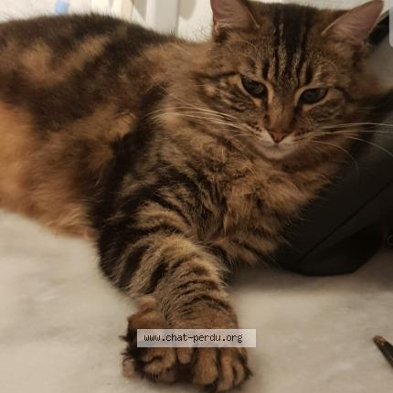 Nala Chat Perdu A Villeurbanne Chat Perdu France Nala Chat Perdu A Villeurbanne Chat Perdu France