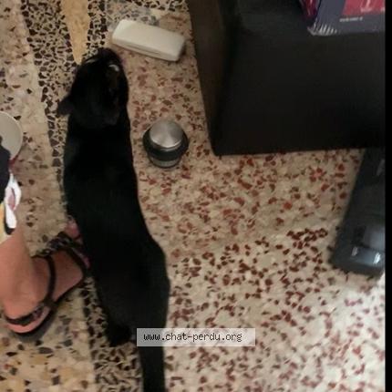 Photo 1/1 Chat retrouvé Perdu à Orthez