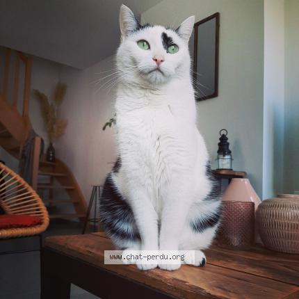 Minou Chat Perdu A Samer Chat Perdu France