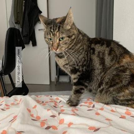 Cannelle Chat Perdu Et Retrouve A Orleans La Source Chat Perdu France