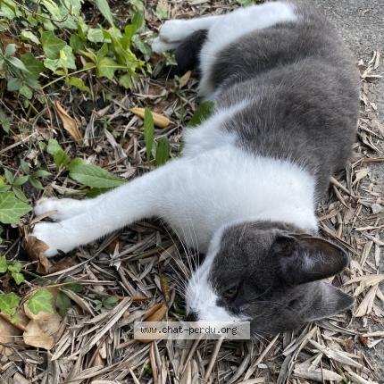 Chat Trouve A Biot Chat Perdu France Chat Trouve A Biot Chat Perdu France