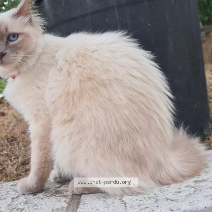 Chat Perdu Toulouse