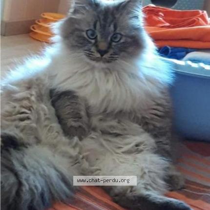 Photo 1/1 Nougat Chat perdu à Trainel