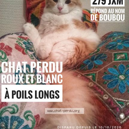 Boubou Chat Perdu A Toulouse Chat Perdu France