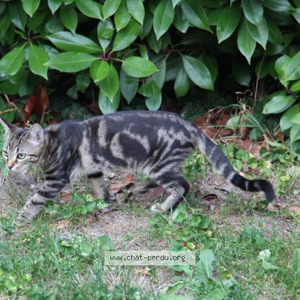 Pixy Chat Perdu A Cormeilles En Parisis Chat Perdu France Pixy Chat Perdu A Cormeilles En Parisis Chat Perdu France