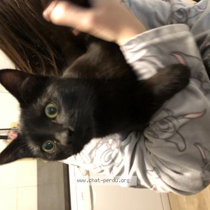 Chat Trouve A Henin Beaumont Chat Perdu France Chat Trouve A Henin Beaumont Chat Perdu France