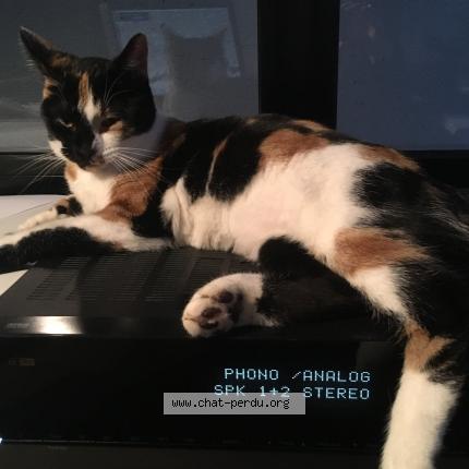 Photo 1/1 Tosca Chat perdu à Chateau salins