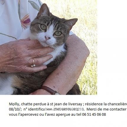 Molly Chat Perdu A St Jean De Liversay Chat Perdu France
