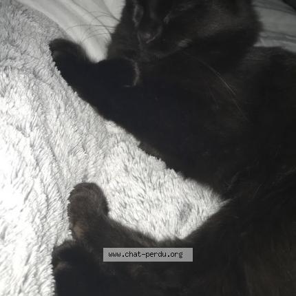 Photo 1/1 Haru Chat perdu à Sorel moussel