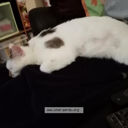 Photo 1/1 Pépite Chat perdu à Nancy