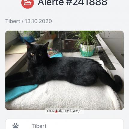 Tibert Chat Perdu A Namur Chat Perdu Belgique Tibert Chat Perdu A Namur Chat Perdu Belgique