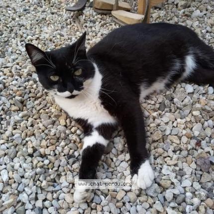 Photo 1/1 CHOUPETTE Chat perdu à Rignat