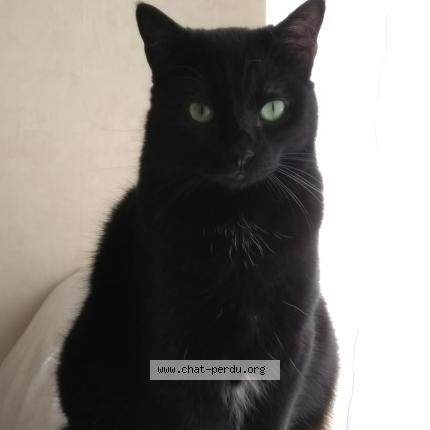 Photo 1/1 Lancelot Chat perdu à Bordeaux