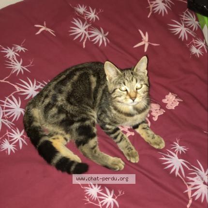 5671 Mila Chat Perdu A La Charite Sur Loire Chat Perdu France
