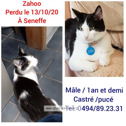 Zahoo Chat Perdu A Seneffe Chat Perdu Belgique