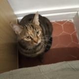 Chat Perdu Ou Trouve Marseille France Page 5 10