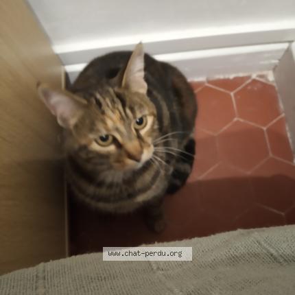 5657 Chat Trouve A Marseille Chat Perdu France