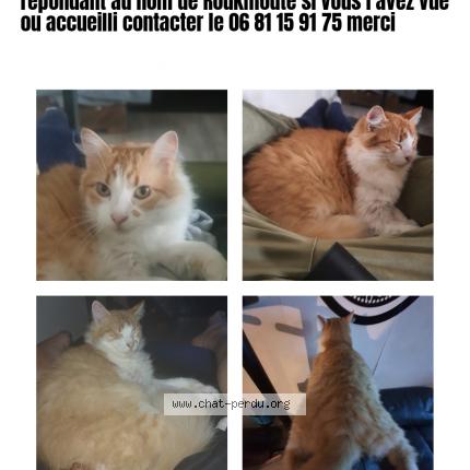 5676 Roukmoute Chat Perdu A Merignac Chat Perdu France