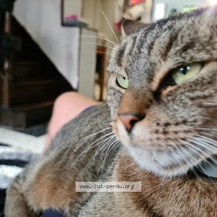 5690 Nala Chat Perdu A Amiens Chat Perdu France 5690 Nala Chat Perdu A Amiens Chat Perdu France
